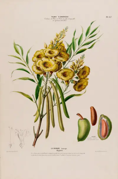 Flore d’Amérique, dessinée d’après nature sur les lieux Pl.137 av Etienne Denisse