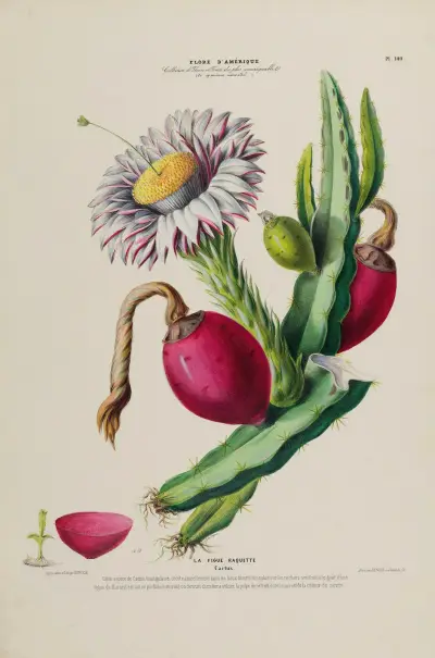 Flore d’Amérique, tecknad efter naturen på plats, plansch 140 av Etienne Denisse