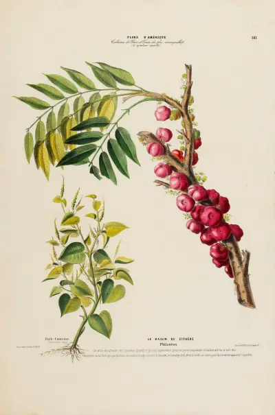 Flore d’Amérique, dessinée d’après nature sur les lieux Pl.141 av Etienne Denisse