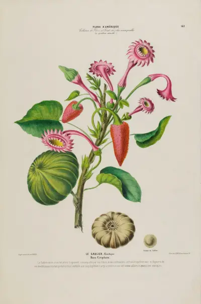 Flore d'Amérique Pl.143 av Etienne Denisse