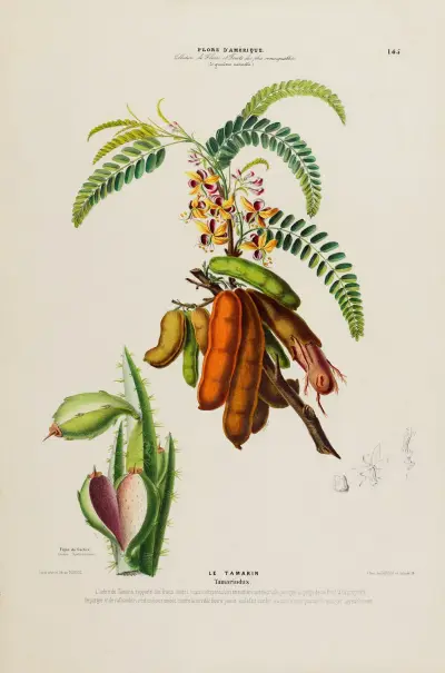 Flore d’Amérique, dessinée d’après nature sur les lieux Pl.145 av Etienne Denisse