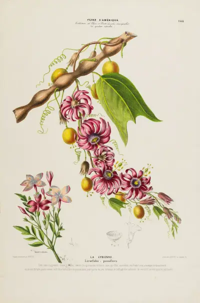 Flore d’Amérique, dessinée d’après nature sur les lieux Pl.146 av Etienne Denisse