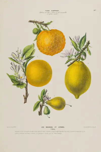Flore d’Amérique, dessinée d’après nature sur les lieux Pl.147 av Etienne Denisse