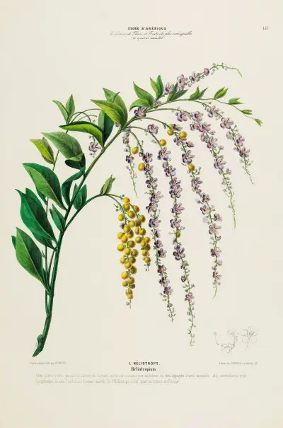 Flore d’Amérique, dessinée d’après nature sur les lieux Pl.151 av Etienne Denisse