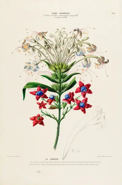 Flore d’Amérique, dessinée d’après nature sur les lieux Pl.152 av Etienne Denisse