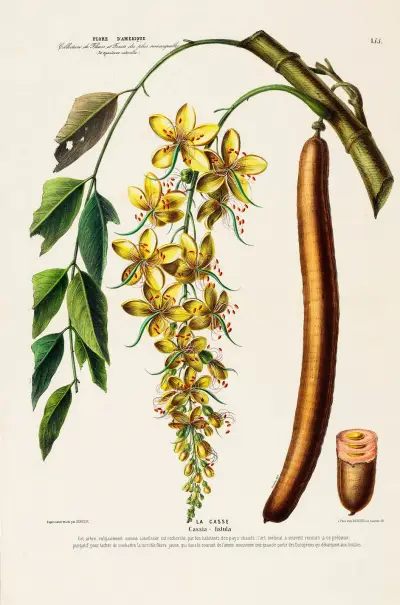 Flore d’Amérique, dessinée d’après nature sur les lieux Pl.155 av Etienne Denisse