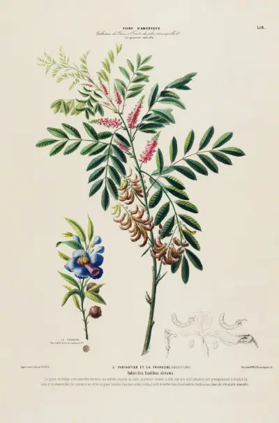 Flore d'Amérique, tecknad efter naturen på plats, pl. 156 av Etienne Denisse