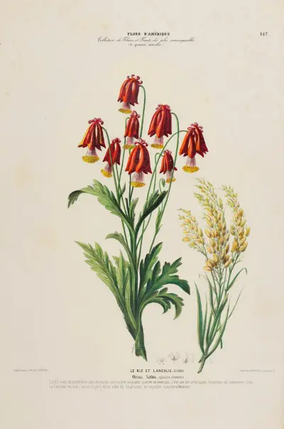 Flore d’Amérique, dessinée d’après nature sur les lieux Pl.157 av Etienne Denisse