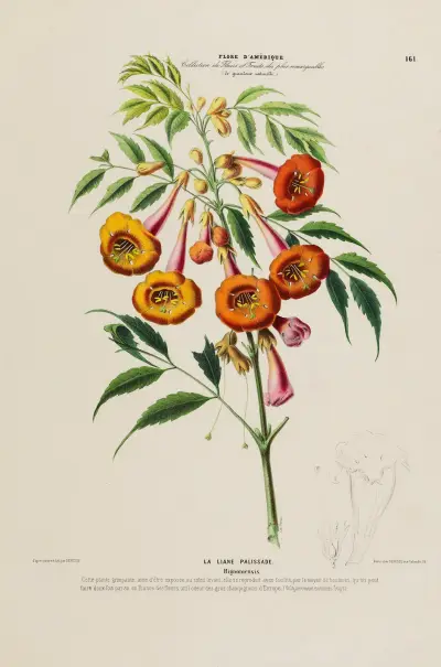 Flore d’Amérique, tecknad efter naturen på plats Pl.161 av Etienne Denisse