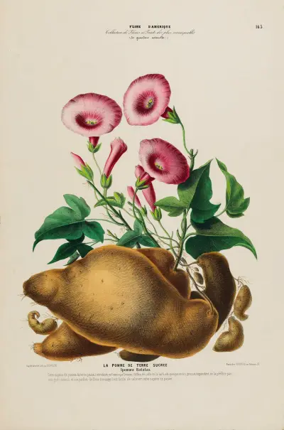 Flore d’Amérique, dessinée d’après nature sur les lieux Pl.163 av Etienne Denisse