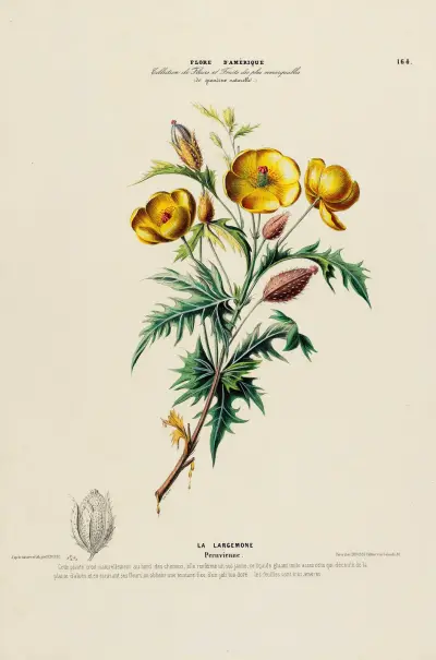 Flore d’Amérique, dessinée d’après nature sur les lieux Pl.164 av Etienne Denisse