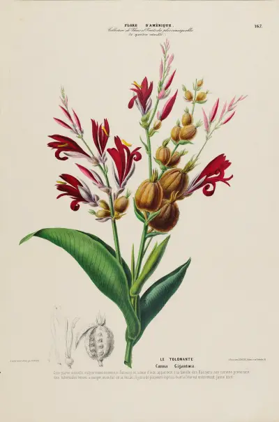 Flore d’Amérique, dessinée d’après nature sur les lieux Pl.167 av Etienne Denisse