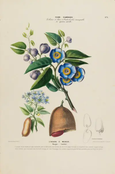 Flore d’Amérique, dessinée d’après nature sur les lieux Pl.171 av Etienne Denisse