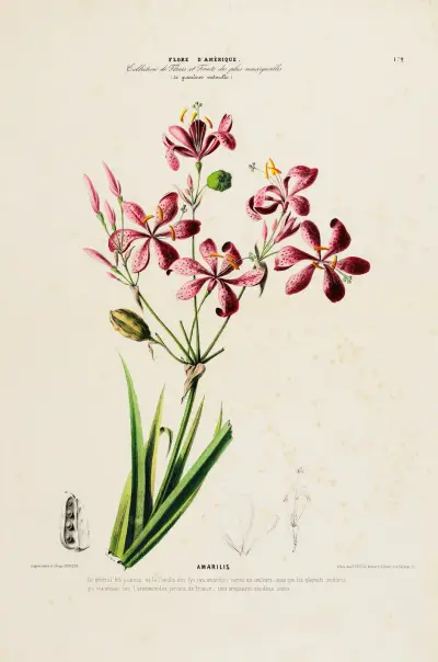 Flore d’Amérique, dessinée d’après nature sur les lieux Pl.172 av Etienne Denisse
