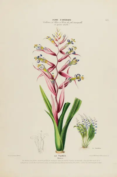 Flore d’Amérique, dessinée d’après nature sur les lieux Pl.175 av Etienne Denisse