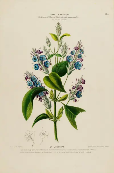 Flore d’Amérique, dessinée d’après nature sur les lieux Pl.180 av Etienne Denisse