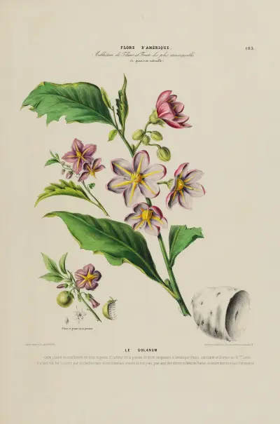 Flore d’Amérique, dessinée d’après nature sur les lieux Pl.183 av Etienne Denisse