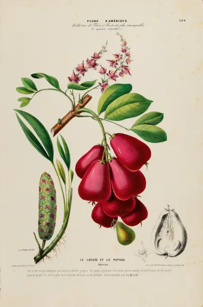 Flore d’Amérique, dessinée d’après nature sur les lieux Pl.184 av Etienne Denisse