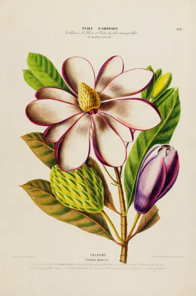 Flore d’Amérique, dessinée d’après nature sur les lieux Pl.188 av Etienne Denisse