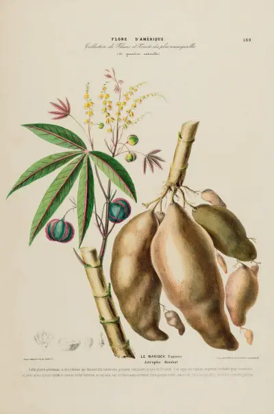 Flore d’Amérique, dessinée d’après nature sur les lieux Pl.189 av Etienne Denisse