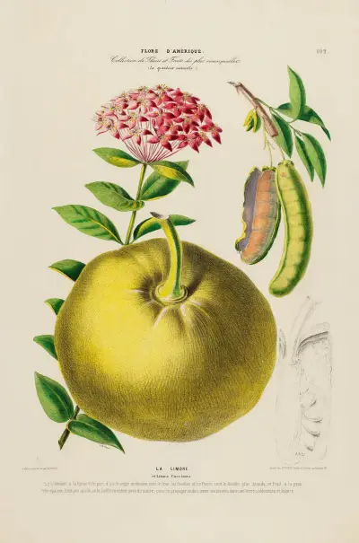 Flore d’Amérique, dessinée d’après nature sur les lieux Pl.192 av Etienne Denisse