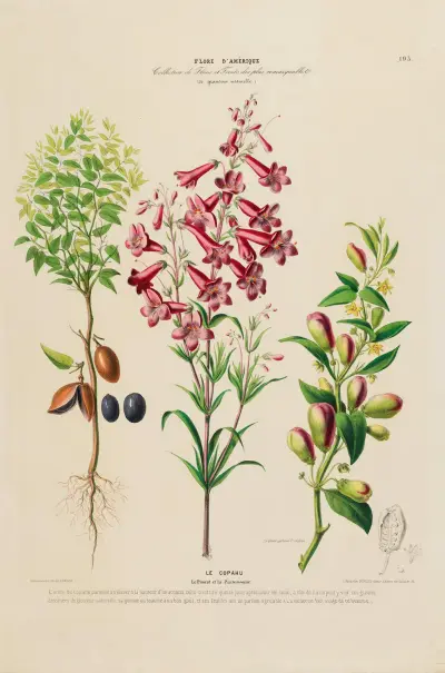 Flore d’Amérique, dessinée d’après nature sur les lieux Pl.193 av Etienne Denisse