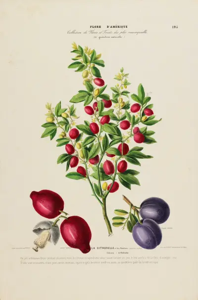 Flore d’Amérique, dessinée d’après nature sur les lieux Pl.195 av Etienne Denisse
