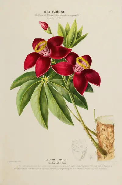 Flore d’Amérique, dessinée d’après nature sur les lieux Pl.197 av Etienne Denisse