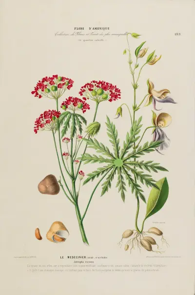 Flore d’Amérique, dessinée d’après nature sur les lieux Pl.199 av Etienne Denisse
