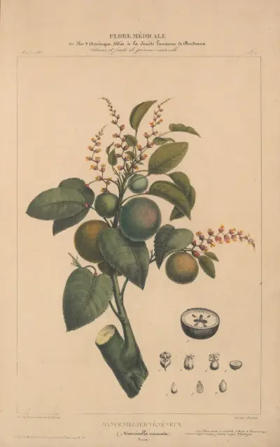 Flore d’Amérique Pl.01 av Etienne Denisse
