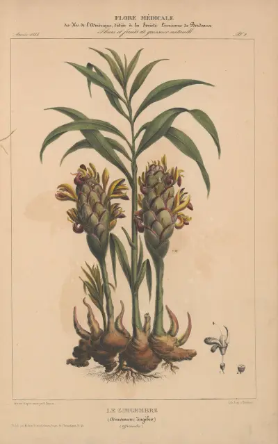 Flore d’Amérique Pl.02 av Etienne Denisse