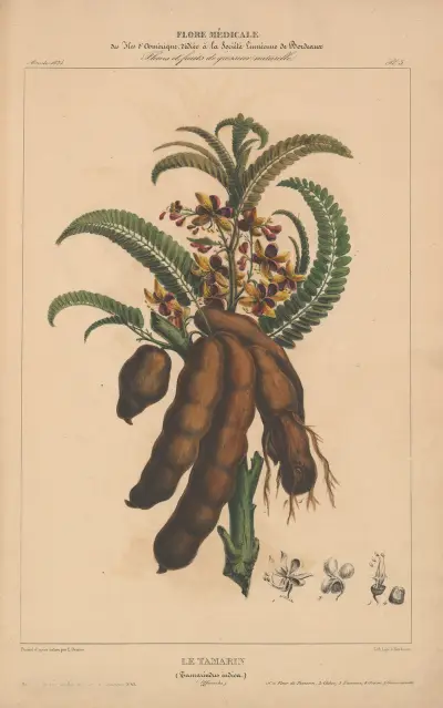Flore d’Amérique Pl.03 av Etienne Denisse