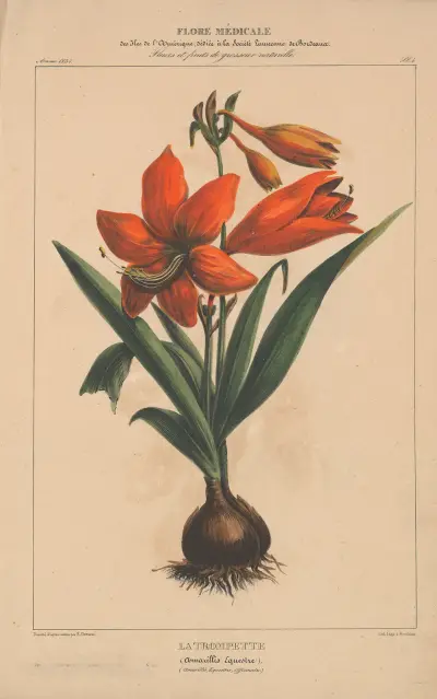 Flore d’Amérique Pl.04 av Etienne Denisse