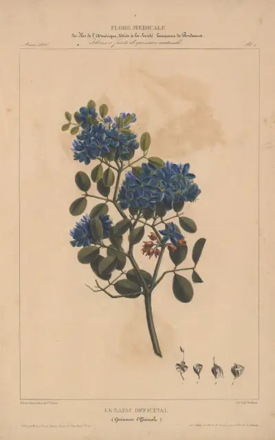 Flore d’Amérique Pl.05 av Etienne Denisse