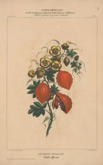 Flore d’Amérique Pl.06 av Etienne Denisse