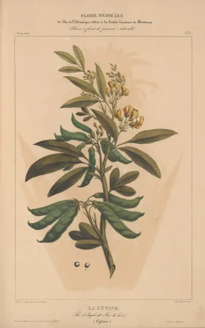 Flore d’Amérique Pl.09 av Etienne Denisse