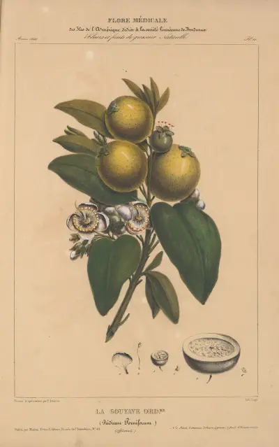 Flore d’Amérique Pl.10 av Etienne Denisse