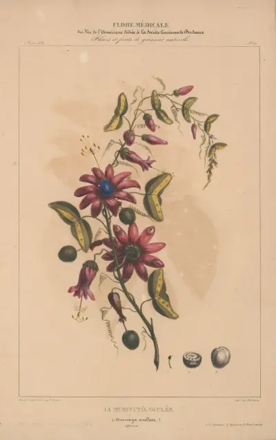 Flore d’Amérique pl. 11 av Etienne Denisse