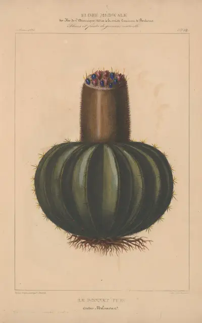 Flore d’Amérique Pl.12 av Etienne Denisse