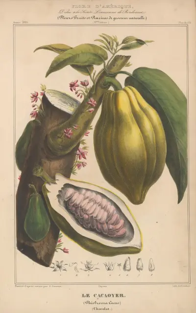 Flore d’Amérique Pl.13 av Etienne Denisse