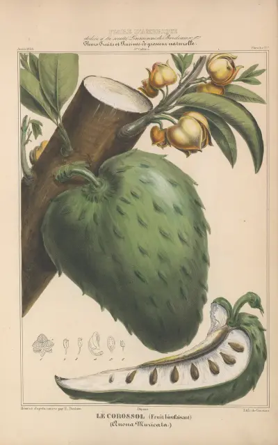 Flore d’Amérique Pl.17 av Etienne Denisse