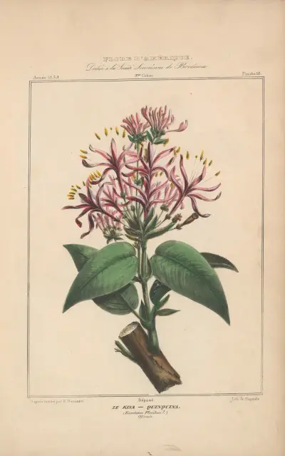 Flore d’Amérique Pl.18 av Etienne Denisse