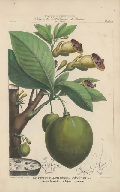 Flore d’Amérique Pl.19 av Etienne Denisse