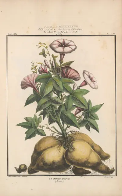 Amerikansk flora pl. 20 av Etienne Denisse