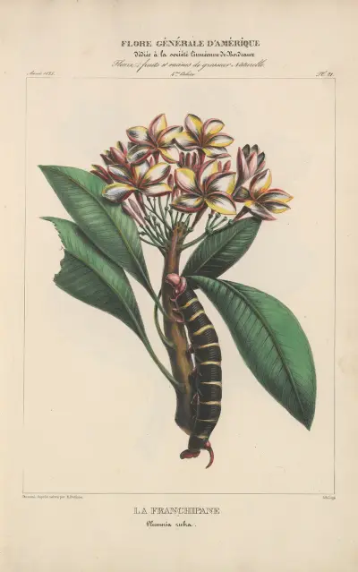 Flore d’Amérique Pl.21 av Etienne Denisse