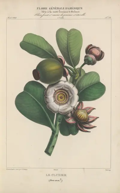Flore d’Amérique pl. 22 av Etienne Denisse