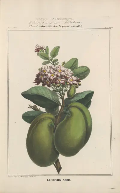 Flore d’Amérique Pl.23 av Etienne Denisse