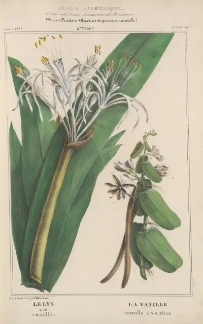 Flore d’Amérique Pl.24 av Etienne Denisse
