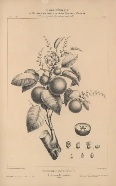 Flore d’Amérique Pl.25 av Etienne Denisse
