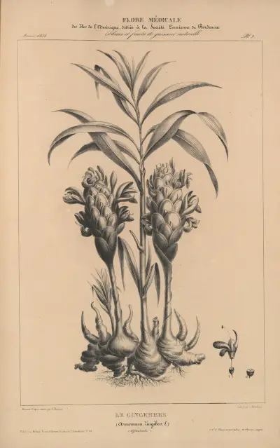 Flore d’Amérique Pl.26 av Etienne Denisse